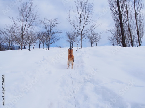 雪の中の柴犬 後ろ姿