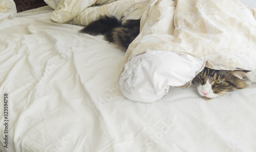 Animals Are Pets. Maine Coon cat crawled under the blanket on the bed.