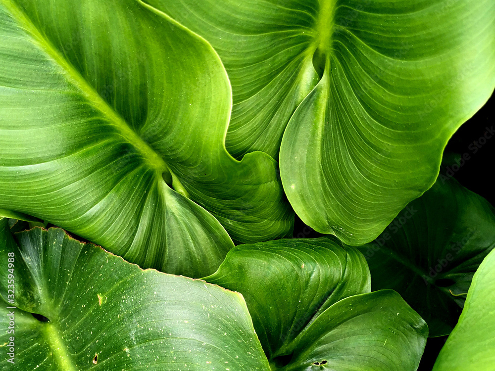 feuilles d'arum