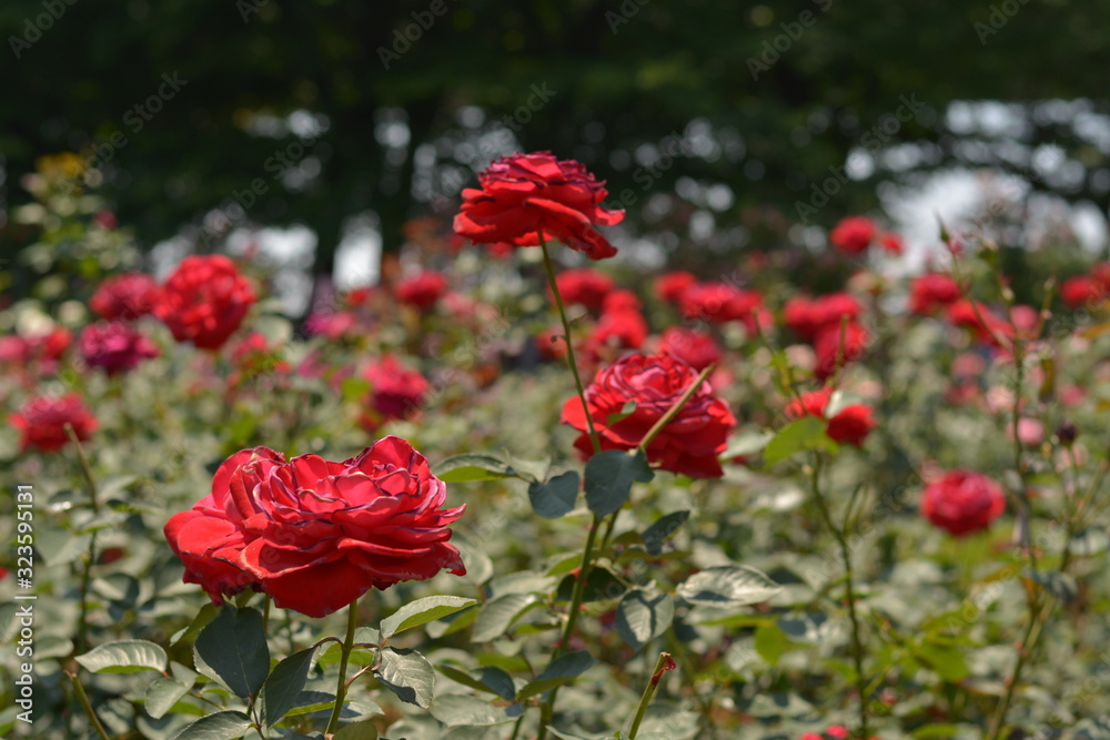 赤い薔薇の園
