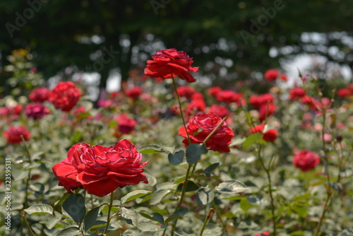 赤い薔薇の園