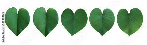 Green Leaves isolated in white background. Heart Shape.