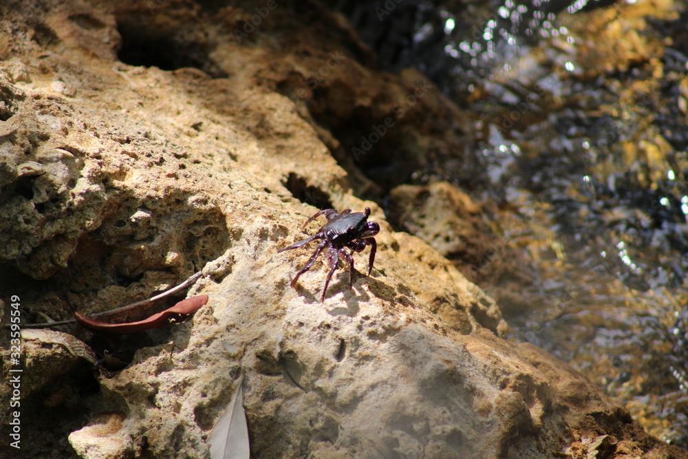 Ghost crab with purple legs and claws on a beach Ghost crab with purple legs and claws on a beach