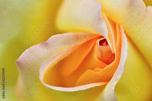 Beautiful rose  petals close-up. Macro photography. Abstract photography.