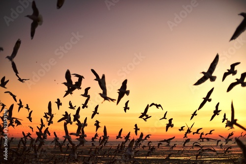 A group of seagulls flying in the colorful sky of the sea before dusk