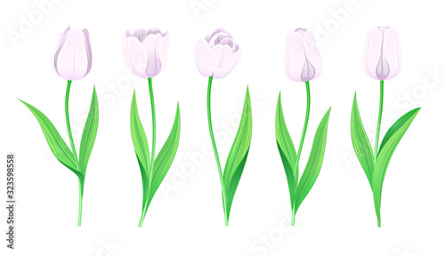Collection Of Vector White Tulips With Stem And Green Leaves. Set Of Different Spring Flowers. Isolated Tulip Cliparts With Light Pale Petals. Tulip Buds And Blooming Flowers. Transparent Background.