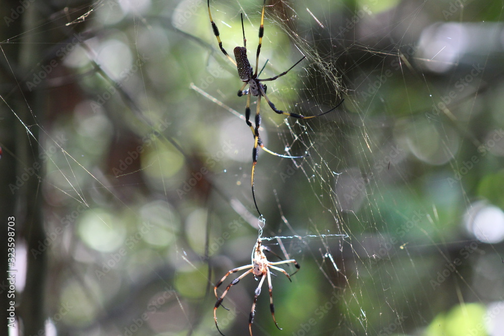 Golden silk orb-weaver Banana Spider on a web shedding its skin Golden silk orb-weaver Banana Spider on a web shedding its skin