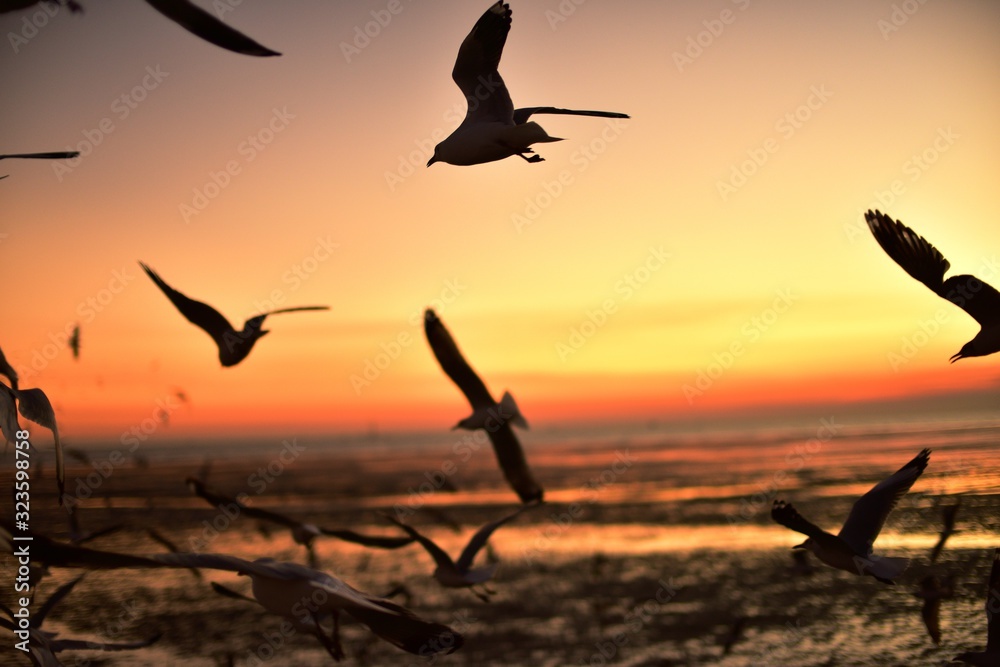 Naklejka premium A group of seagulls flying in the colorful sky of the sea before dusk 