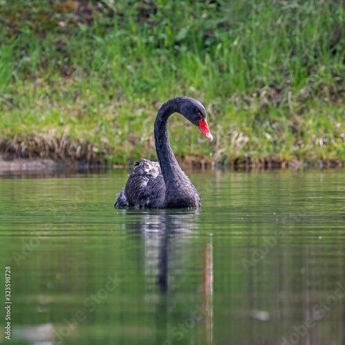 The black swan (Cygnus atratus) is a large waterbird of the Anatidae family.