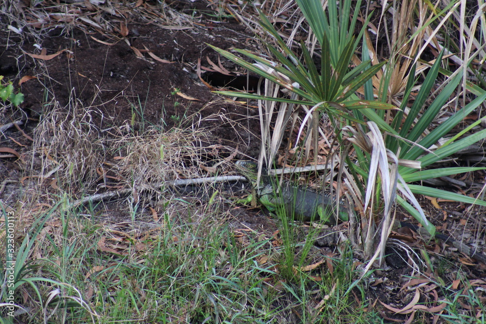 Green Iguana hiding in the grass Green Iguana hiding in the grass