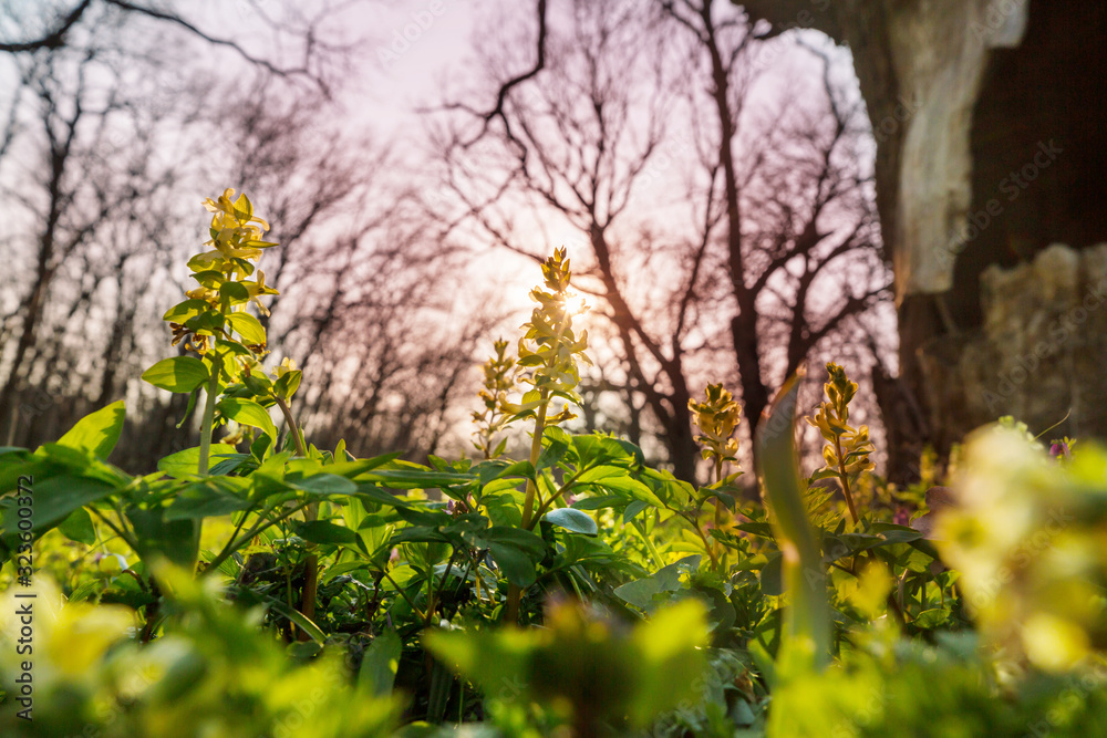 Fototapeta premium Spring forest