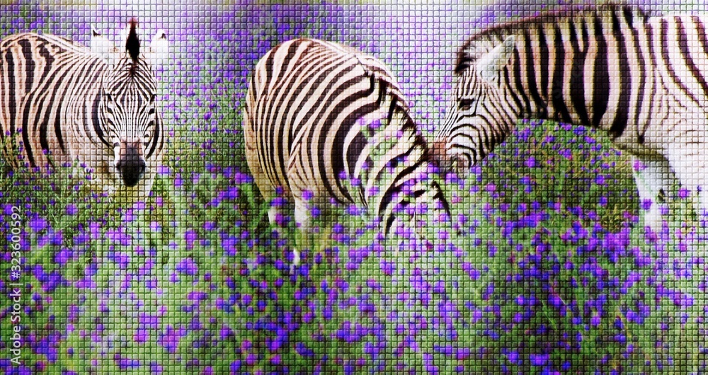 Fototapeta premium Close up of Zebras on a meadow with flowering blue weed