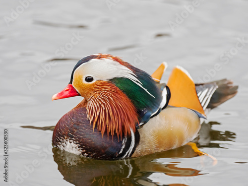 The mandarin duck (Aix galericulata) is a perching duck species native to East Asia.