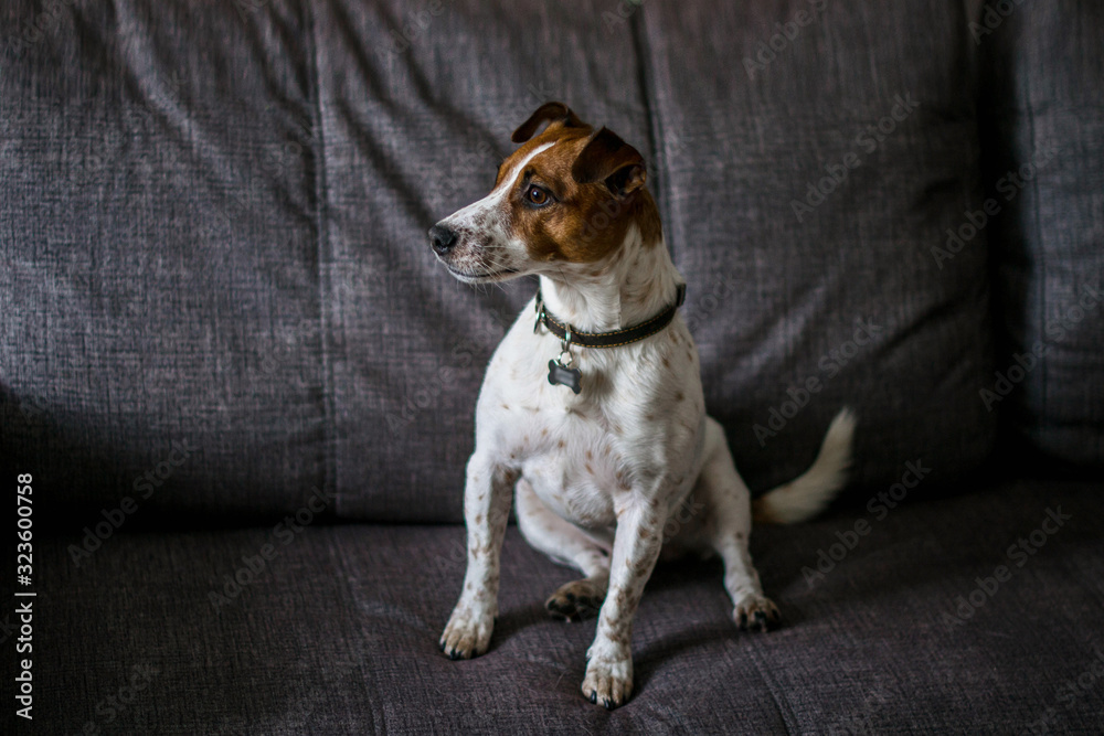 Jack Russell Terrier is sitting at home on a gray sofa. Jack Russell Terrier is sitting at home on a gray sofa.