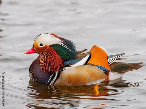The mandarin duck (Aix galericulata) is a perching duck species native to East Asia.