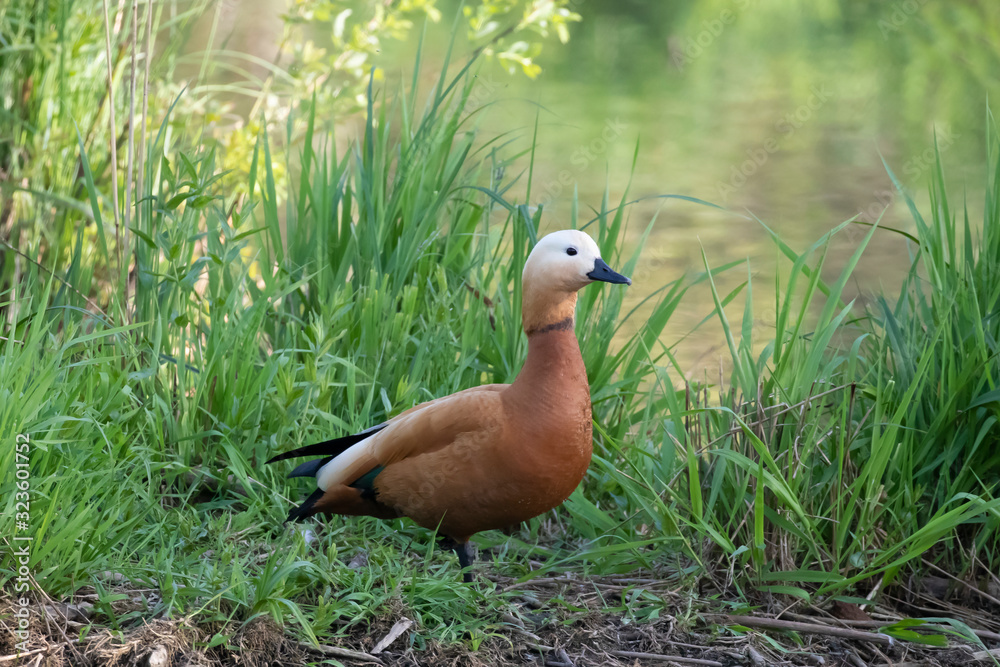 The ruddy shelduck (Tadorna ferruginea) is a member of the family Anatidae.