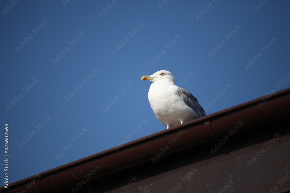 a Seagull sits on the roof against the sky a Seagull sits on the roof against the sky