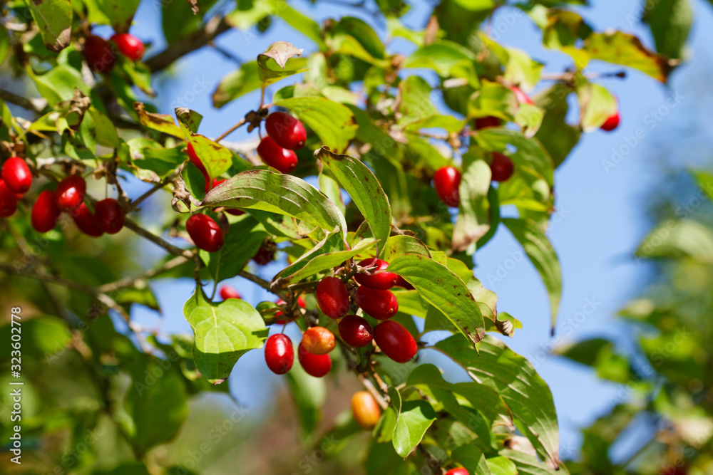 The ripe fruit of the Cornus mas (Cornelian cherry, European cornel or Cornelian cherry dogwood)