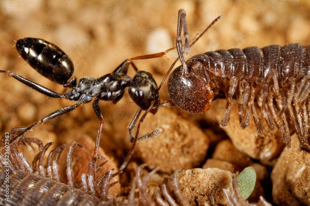 Ants are scavenging on the centipede Ants are scavenging on the centipede