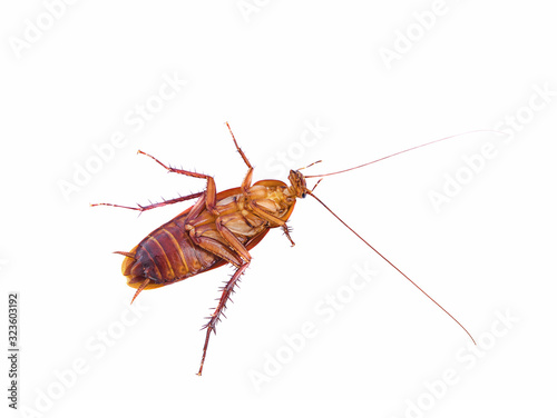 die cockroach isolated on white background