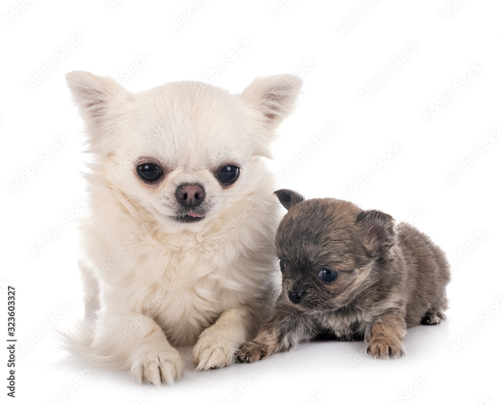 chihuahua in studio