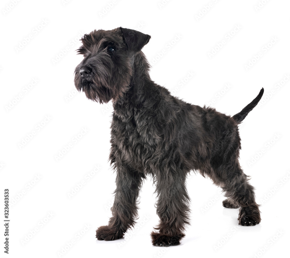 black miniature schnauzer in studio black miniature schnauzer in studio