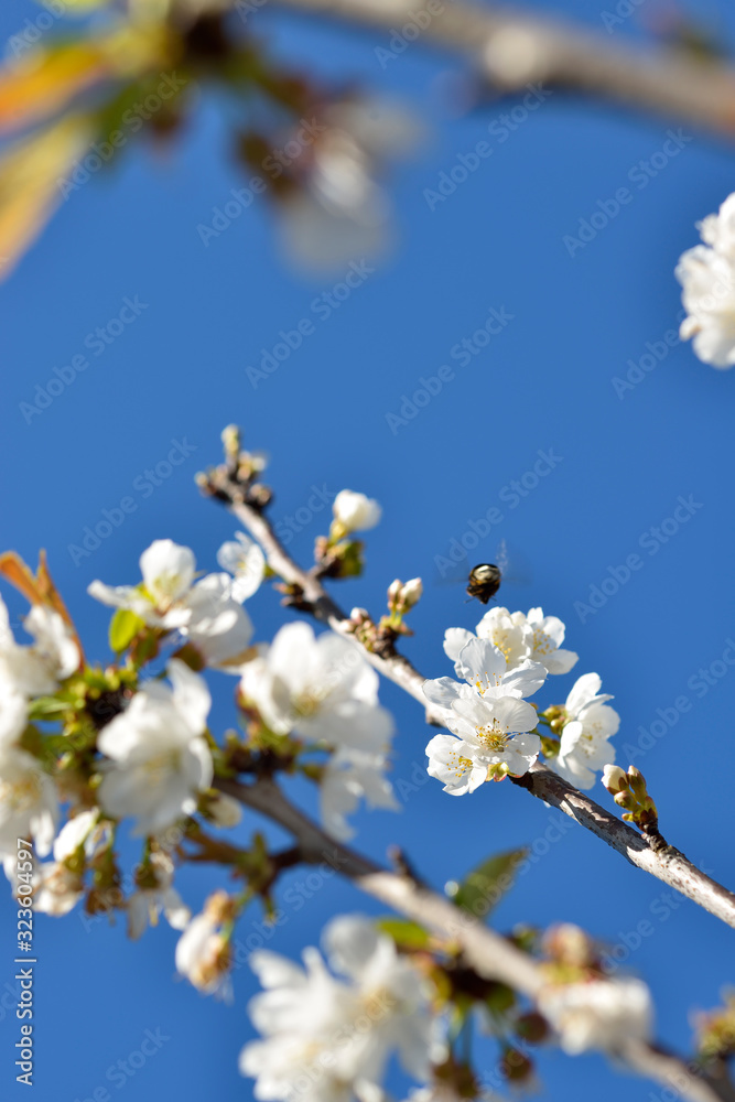 Spring Cherry Blossom, Prunus Cerasus Avium Spring Cherry Blossom, Prunus Cerasus Avium