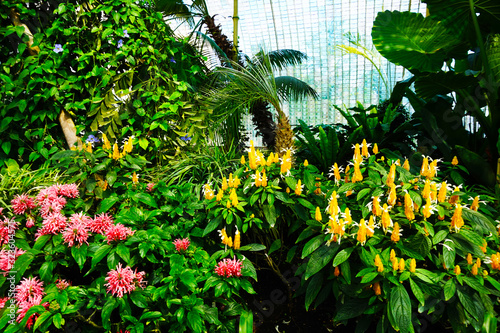 tropical greenhouse interior near Lednice castle photo