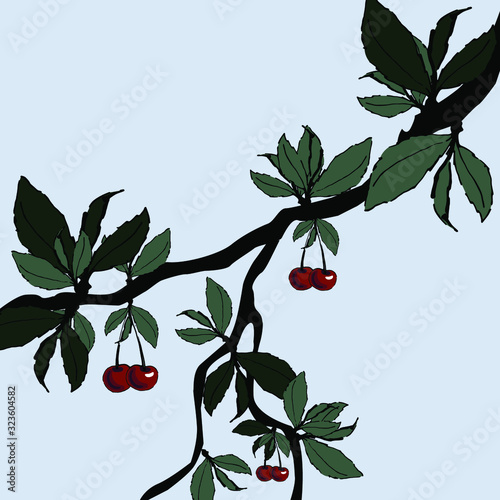 Cherry tree. Cherry branch with leaves. Beautiful cherry with leaves.