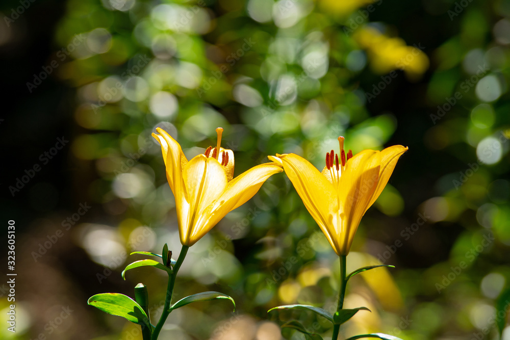 Obraz premium ゆりの花