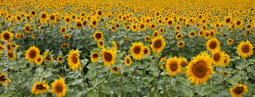 Large beautiful field of sunflowers