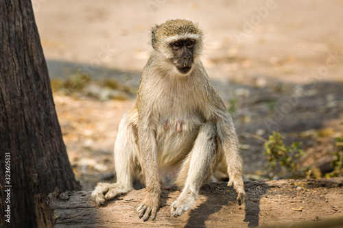 Vervet Monkey