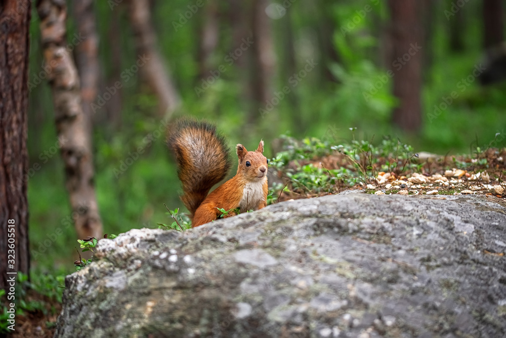 Squirrel sitting on the ground of leaves in forest or public park.
