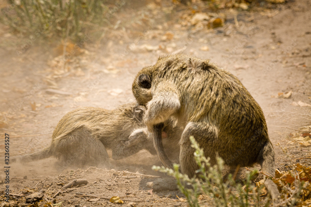 Obraz premium Vervet Monkey