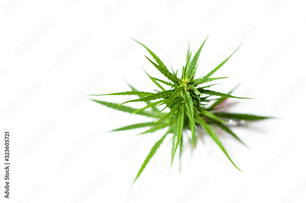 Fototapeta premium Fresh Medical marijuana isolated on white background. Therapeutic and medicinal cannabis