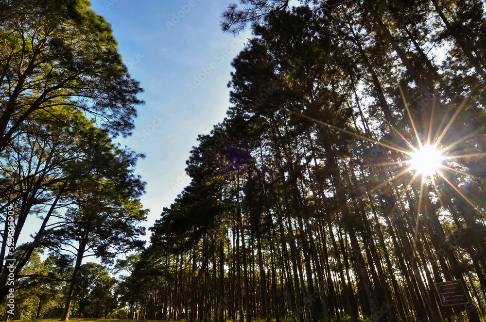 Obraz premium Pine forest mist in maehongso;Thailand