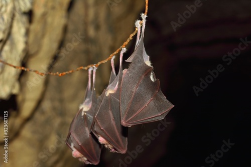 Lesser horseshoe bat, Rhinolophus hipposideros, in the nature cave habitat