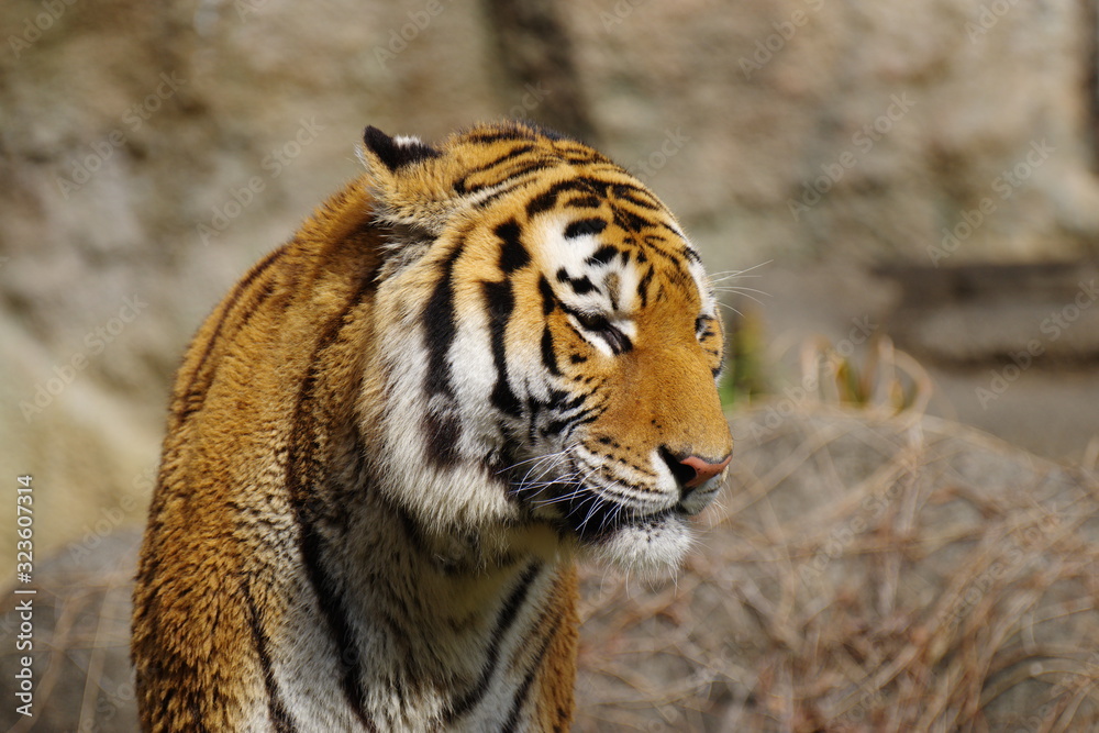 Fototapeta premium トラ