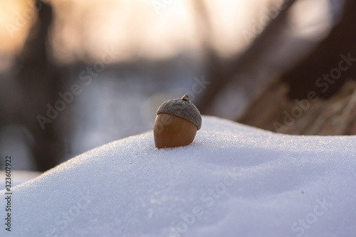 beautiful acorn on the white snow 2