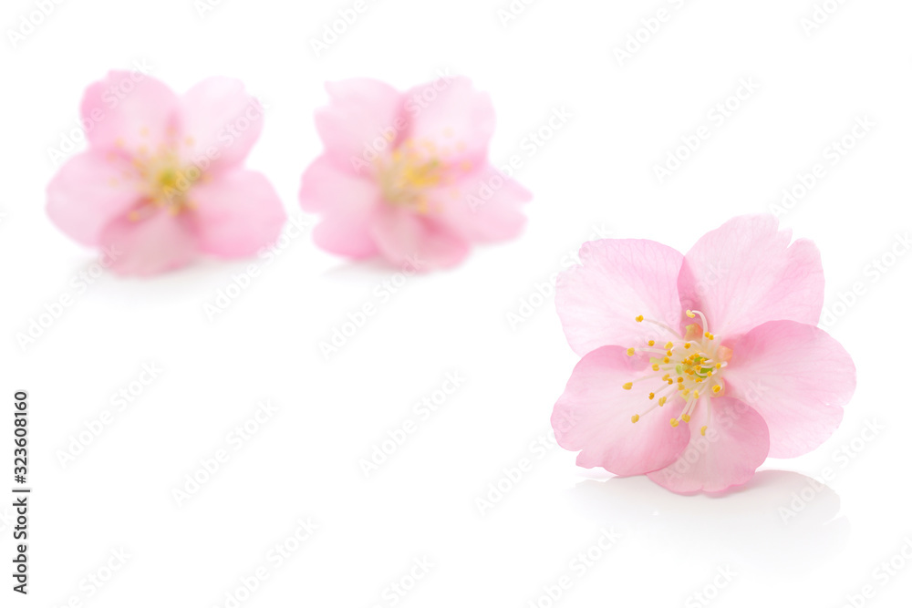 桜 花 春 白 背景 桜 花 春 白 背景