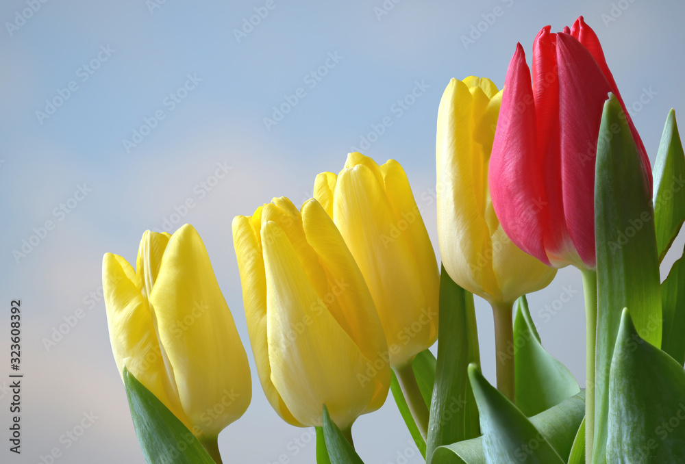 Obraz premium Gelbe und rote Tulpen mit Himmel