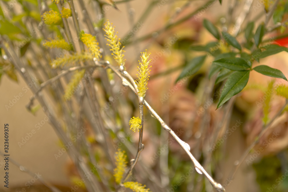 grass in spring grass in spring