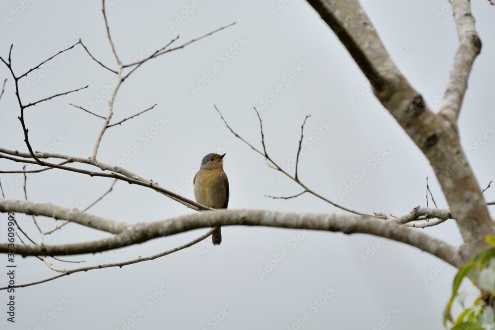 Rufous-bellied Blue Flycatcher,Female bird (Niltava vivida) Rufous-bellied Blue Flycatcher,Female bird (Niltava vivida)