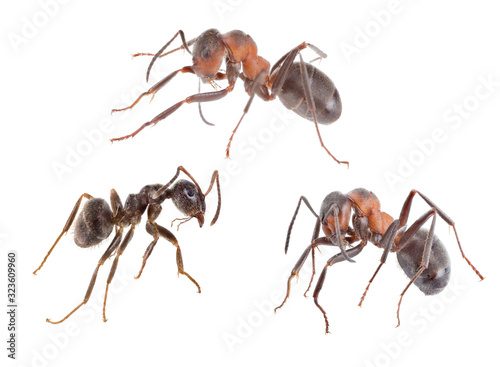 three brown isolated ants