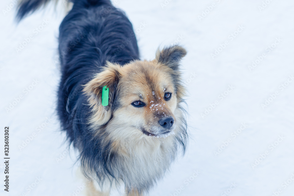 a stray dog in the winter on the street with a chip in his ear for recognition