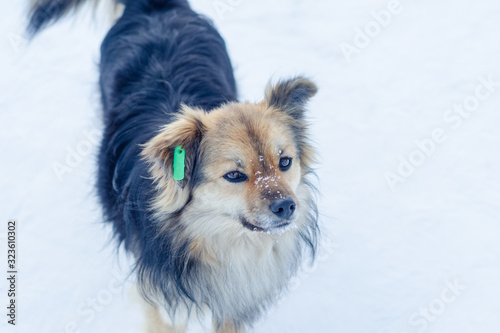 a stray dog in the winter on the street with a chip in his ear for recognition © DmitryDolgikh