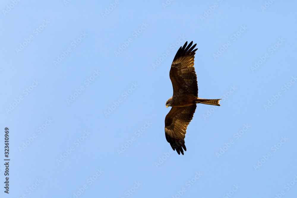 Fototapeta premium Yellow billed Kite