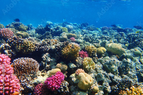 coral reef in Red Sea