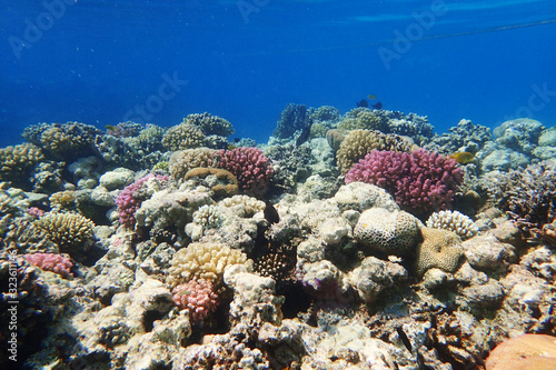 coral reef in Red Sea