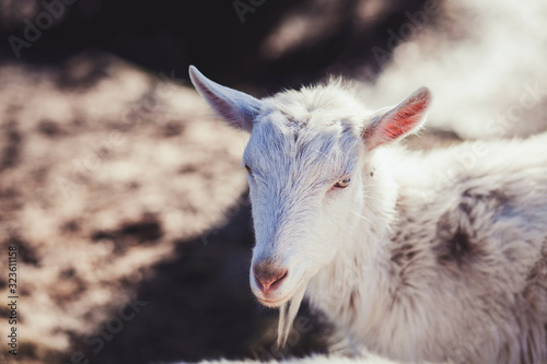 close-up of a white goat in a pasture © jozzeppe777